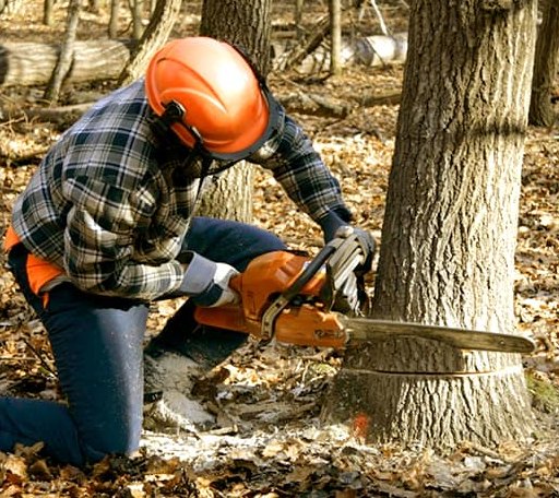 Tree Removal in Middle Point, OH